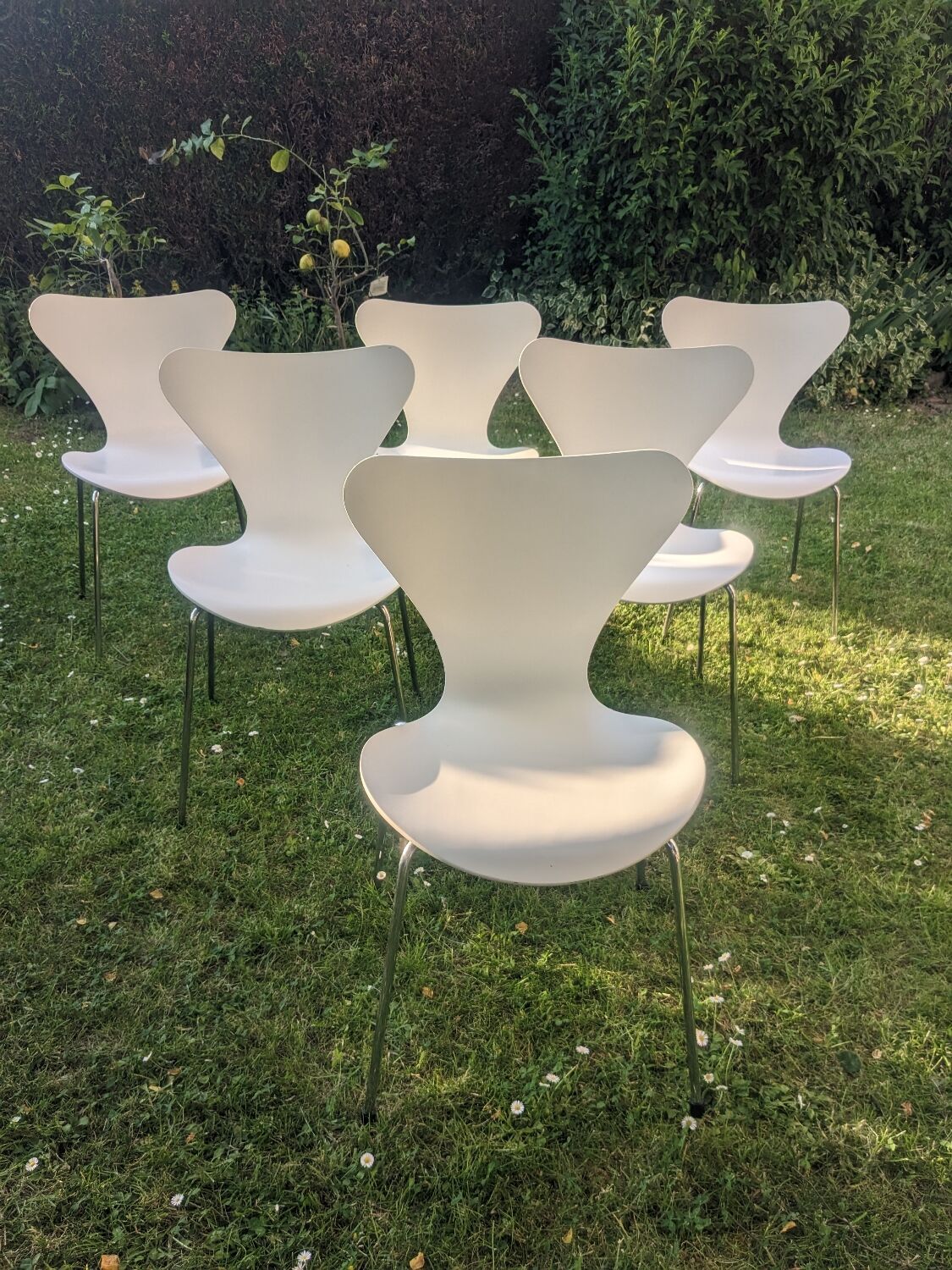 6 chaises série 7 d'Arne Jacobsen pour  Fritz Hansen