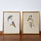 Bird prints J.Gould HC Richter