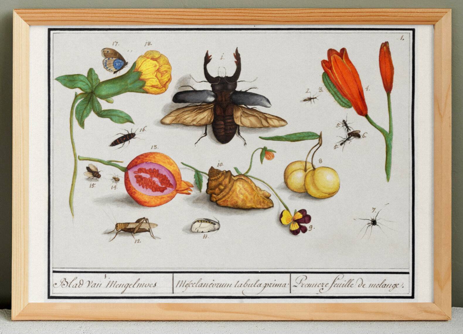 Small poster on "insects and flowers", after an old engraving by