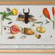 Small poster on "insects and flowers", after an old engraving by