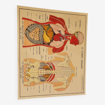 Affiche scolaire tableaux de science rossignol