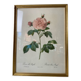 Botanical lithograph