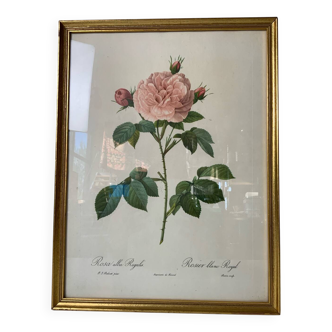 Botanical lithograph