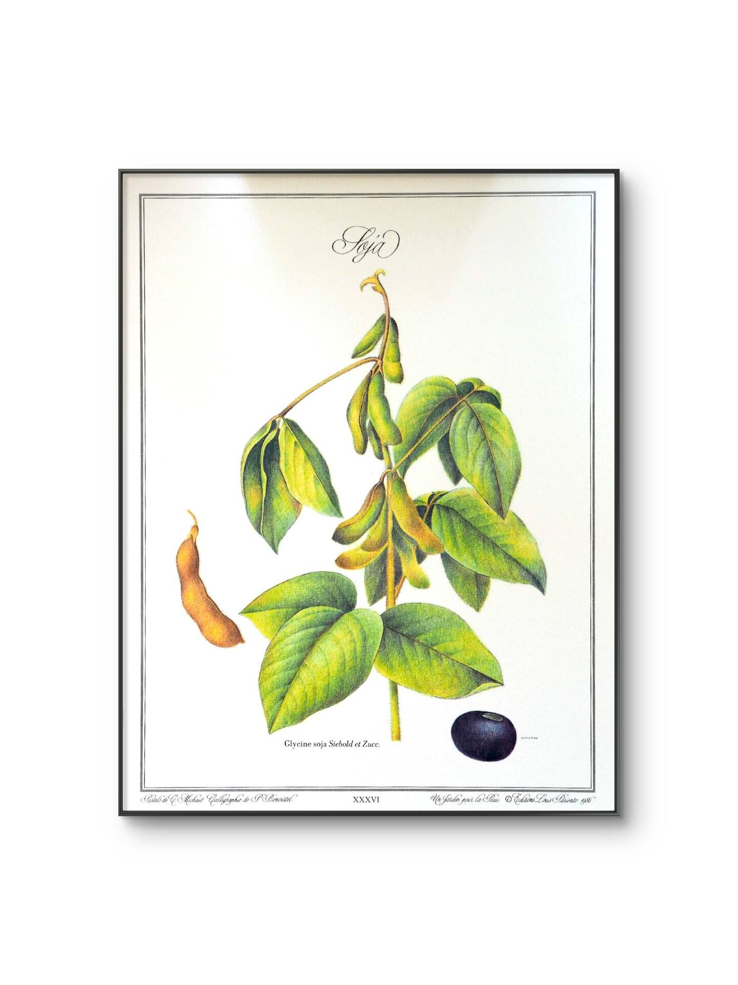 Le Soja, illustration imprimée en 1986. Botanique Vintage. 24X31cm