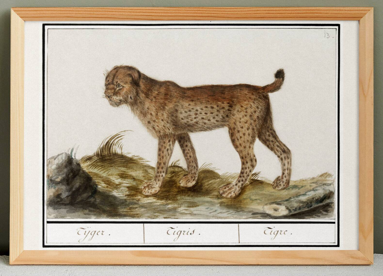 Small poster about the tiger, after an old engraving from 1610.