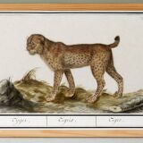 Small poster about the tiger, after an old engraving from 1610.