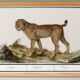 Small poster about the tiger, after an old engraving from 1610.