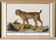 Small poster about the tiger, after an old engraving from 1610.