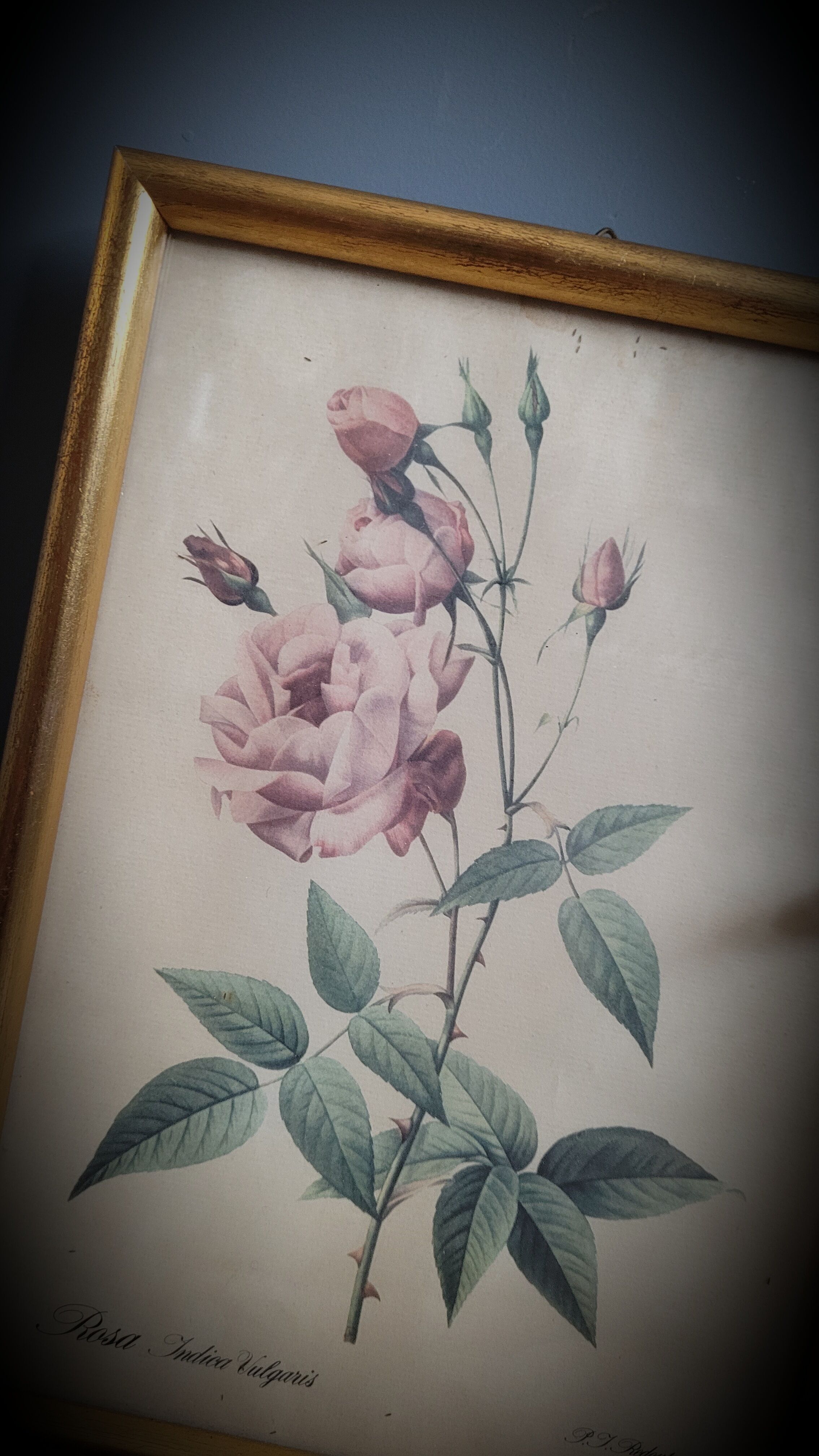 Indica Vulgaris rose lithograph frame