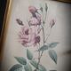 Indica Vulgaris rose lithograph frame