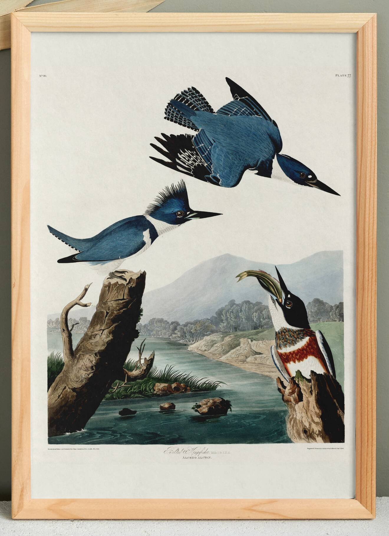 Poster of the American Kingfisher, based on an old engraving