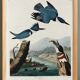 Poster of the American Kingfisher, based on an old engraving
