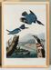 Poster of the American Kingfisher, based on an old engraving