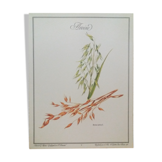 Planche botanique avoine