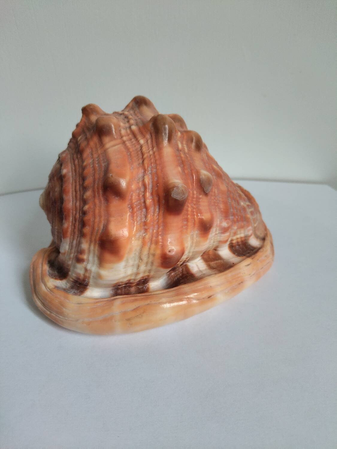 Rose des sables et coquillages marins