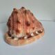 Rose des sables et coquillages marins