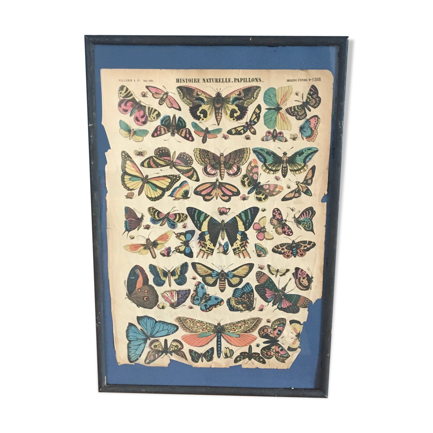 Framed botanical plank, 1900