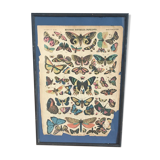 Framed botanical plank, 1900