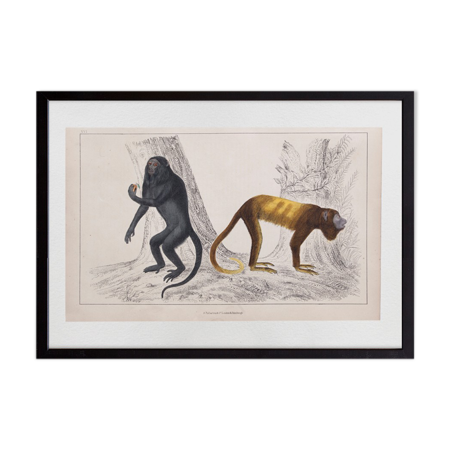 Lithography engraving vintage monkeys - 1850