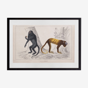 Lithographie gravure singes vintage 1850