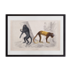 Lithography engraving vintage monkeys - 1850