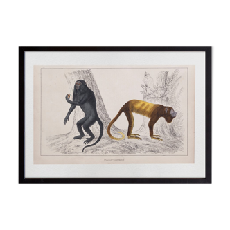 Lithography engraving vintage monkeys - 1850