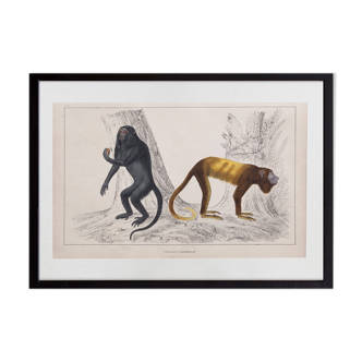 Lithographie gravure singes vintage 1850