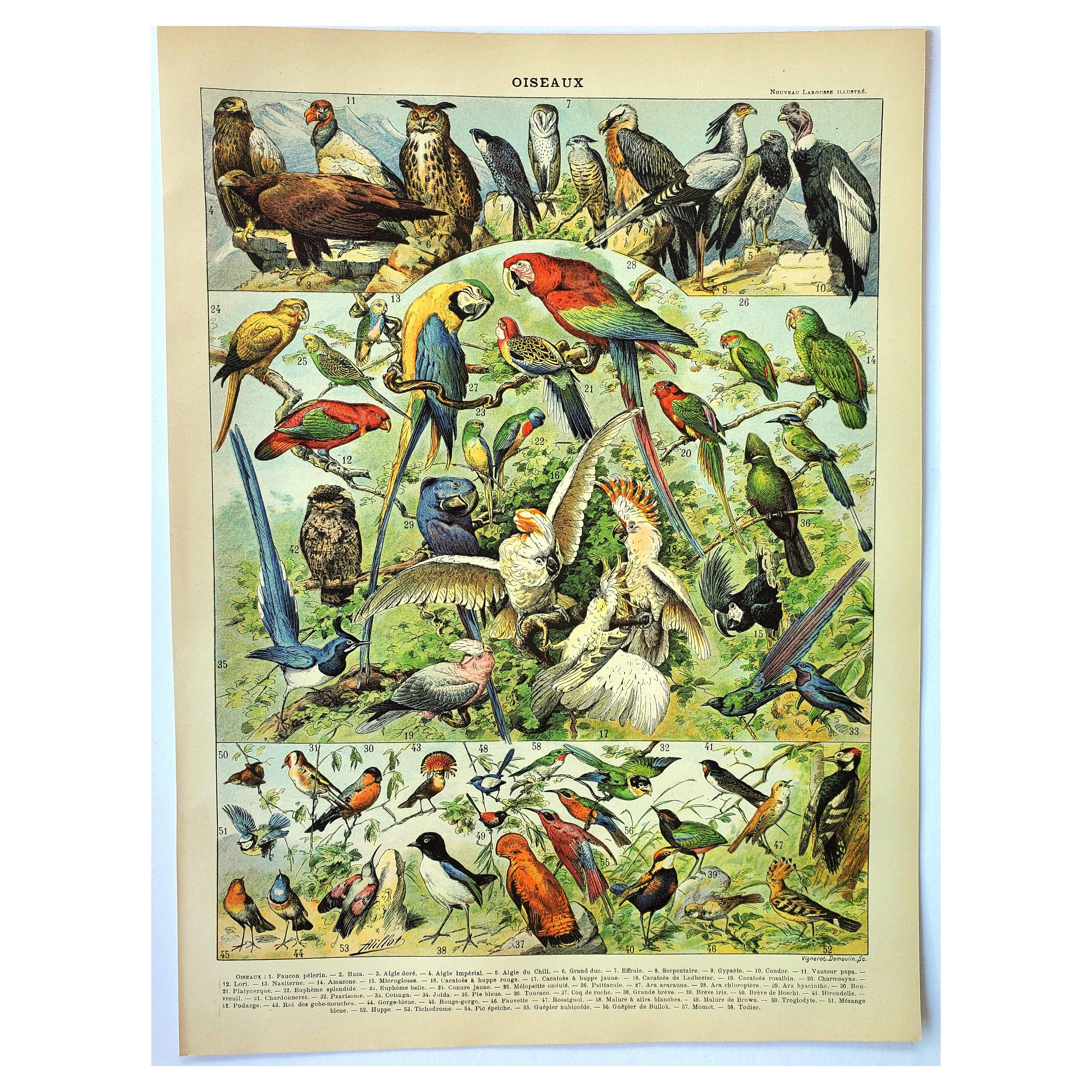 Gravure ancienne 1897 A. Millot - Oiseaux 1, espèces, perroquet, rapace