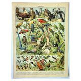 Gravure ancienne 1897 A. Millot - Oiseaux 1, espèces, perroquet, rapace