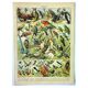 Gravure ancienne 1897 A. Millot - Oiseaux 1, espèces, perroquet, rapace