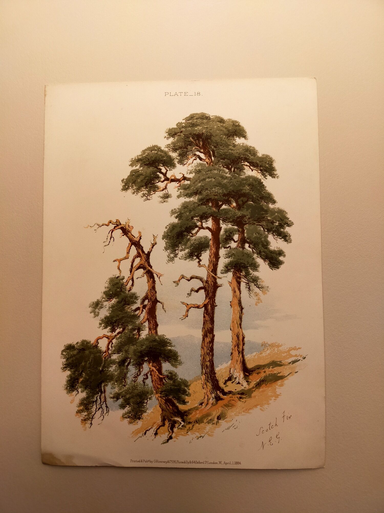 Old lithograph plate 18