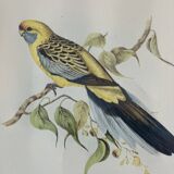 bird frame