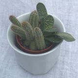 Lot of 5 caches pots in white earthenware
