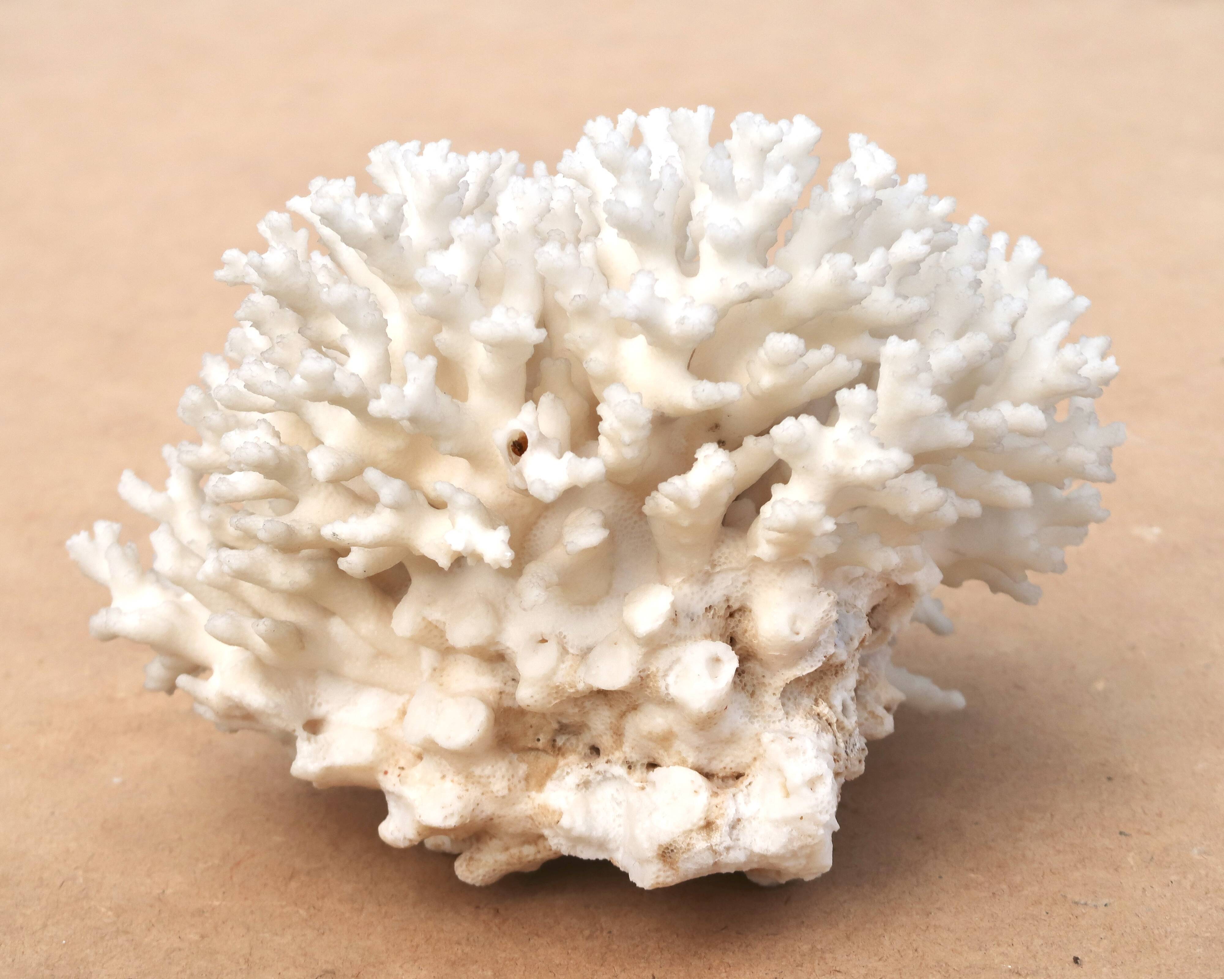 Vintage natural white coral, 1970s