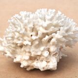 Vintage natural white coral, 1970s