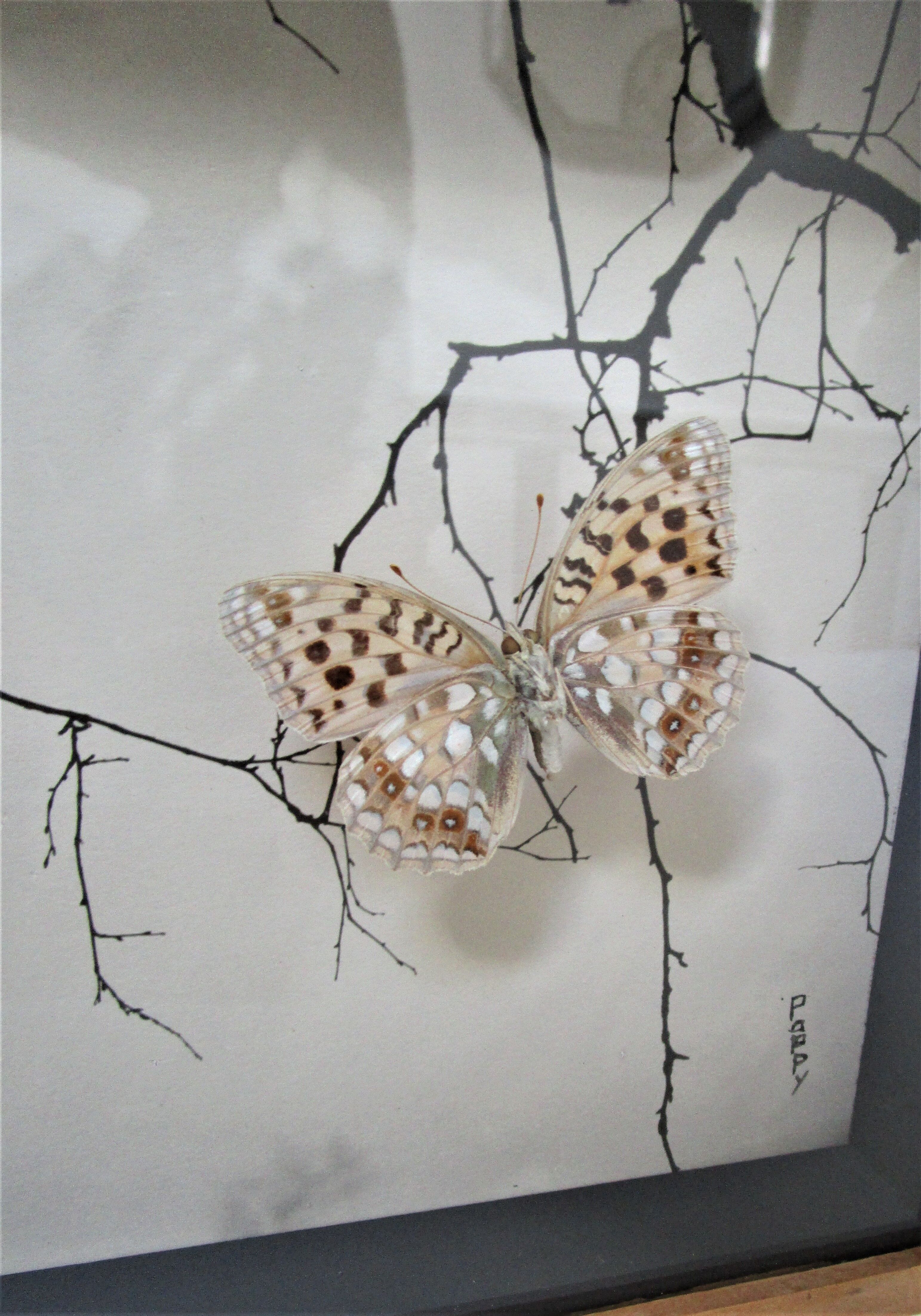 Three wooden frames with naturalized butterflies vintage 60s