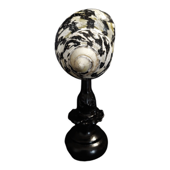 Cabinet of Curiosities shell cittarium pica on pedestal