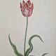 La Roche Laffitte (Born in 1943) - Watercolour drawing on silk - Tulip