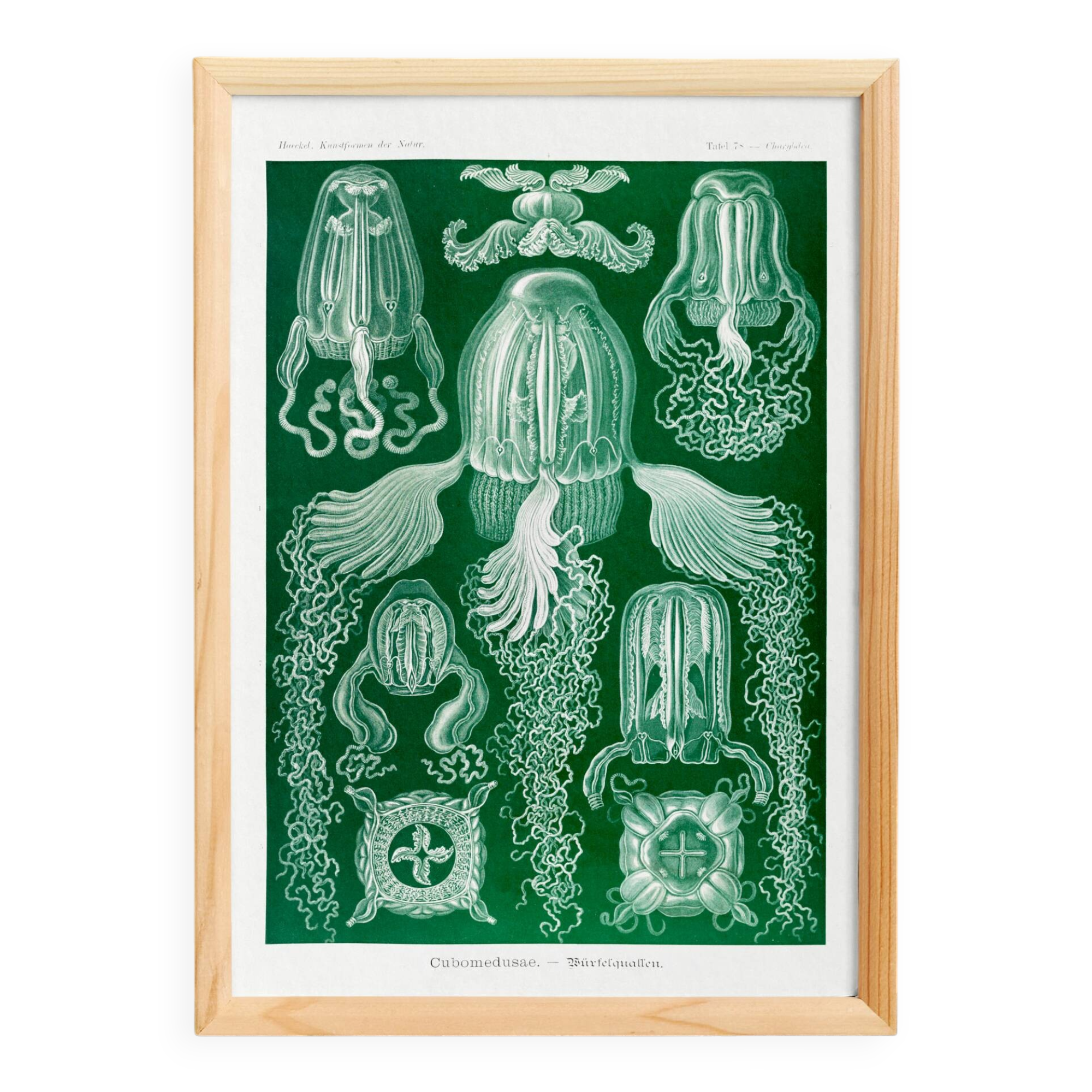 Poster about jellyfish, based on an old lithograph from 1904.