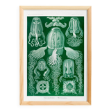 Poster about jellyfish, based on an old lithograph from 1904.