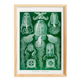 Poster about jellyfish, based on an old lithograph from 1904.