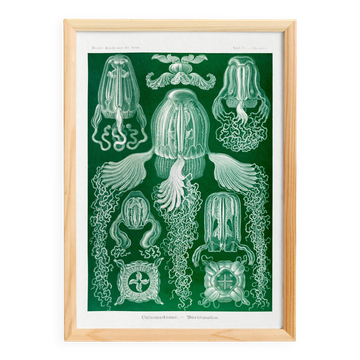 Poster about jellyfish, based on an old lithograph from 1904.