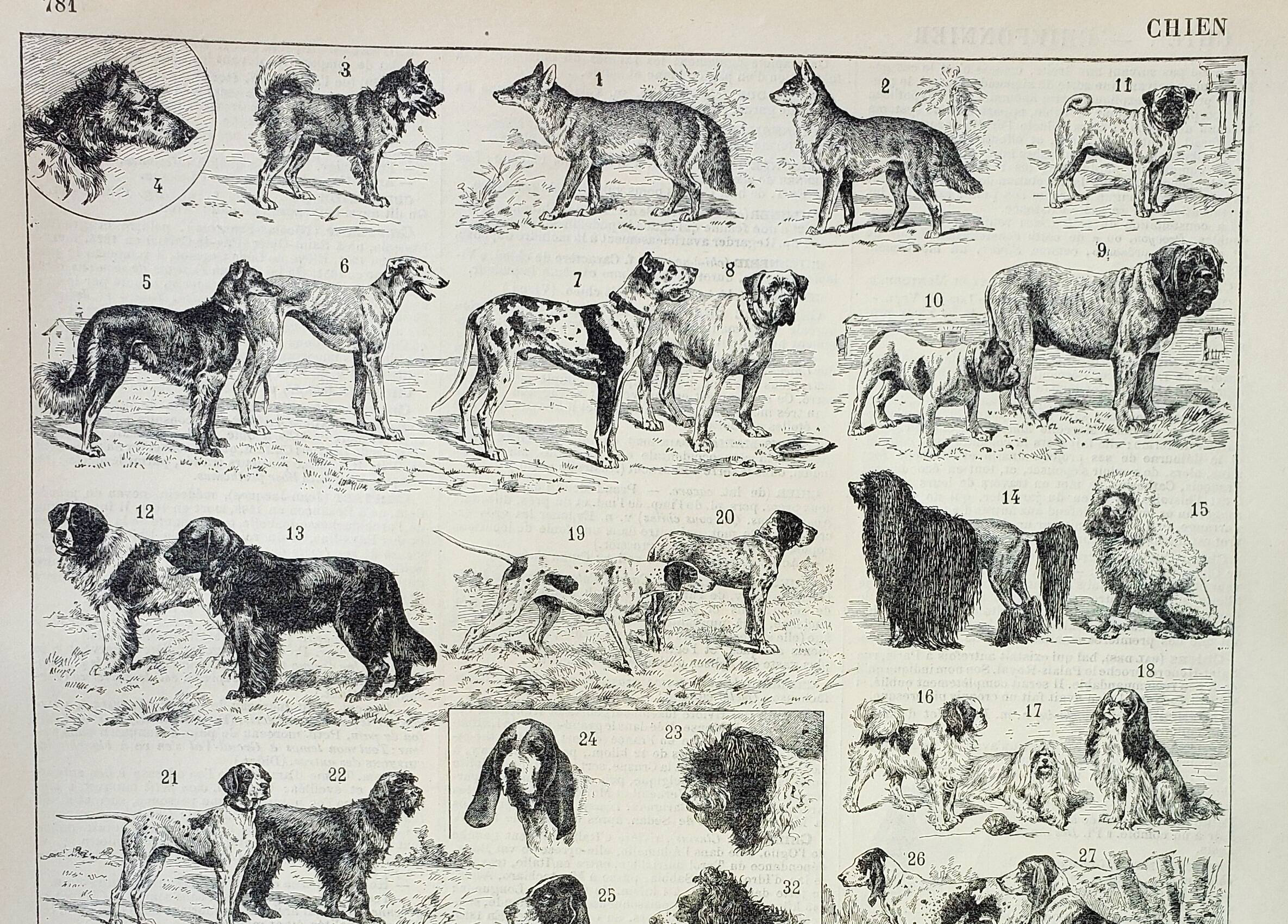 Old engraving 1898, Breed of dog, shepherd • Lithograph, Original plate
