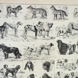Old engraving 1898, Breed of dog, shepherd • Lithograph, Original plate