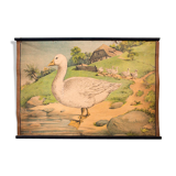 Poster "goose" lithography Karl Jansky, Böhmen 1897
