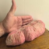 Mushroom coral