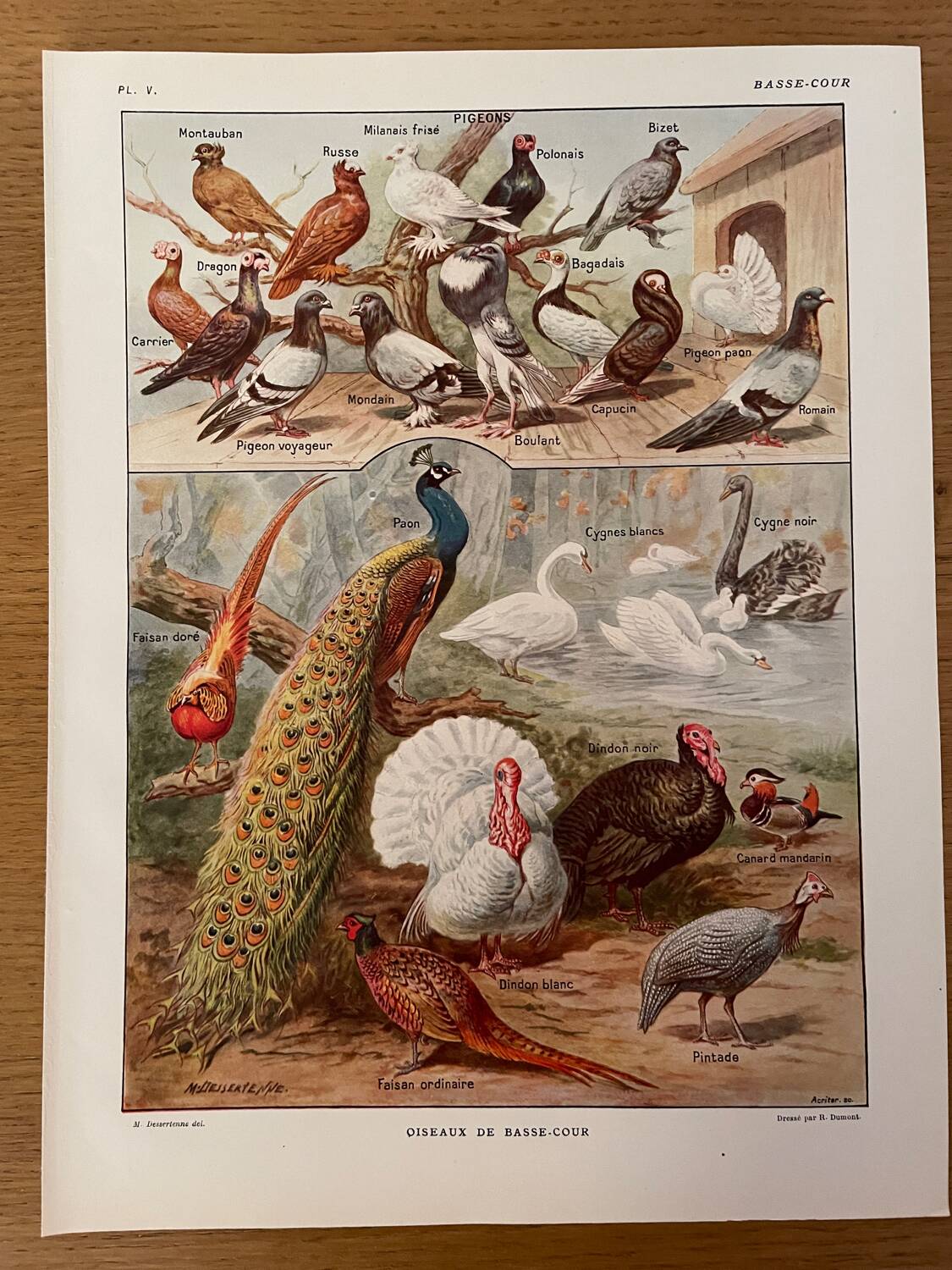 Reserved Zuzana - Set of 4 lithos on birds