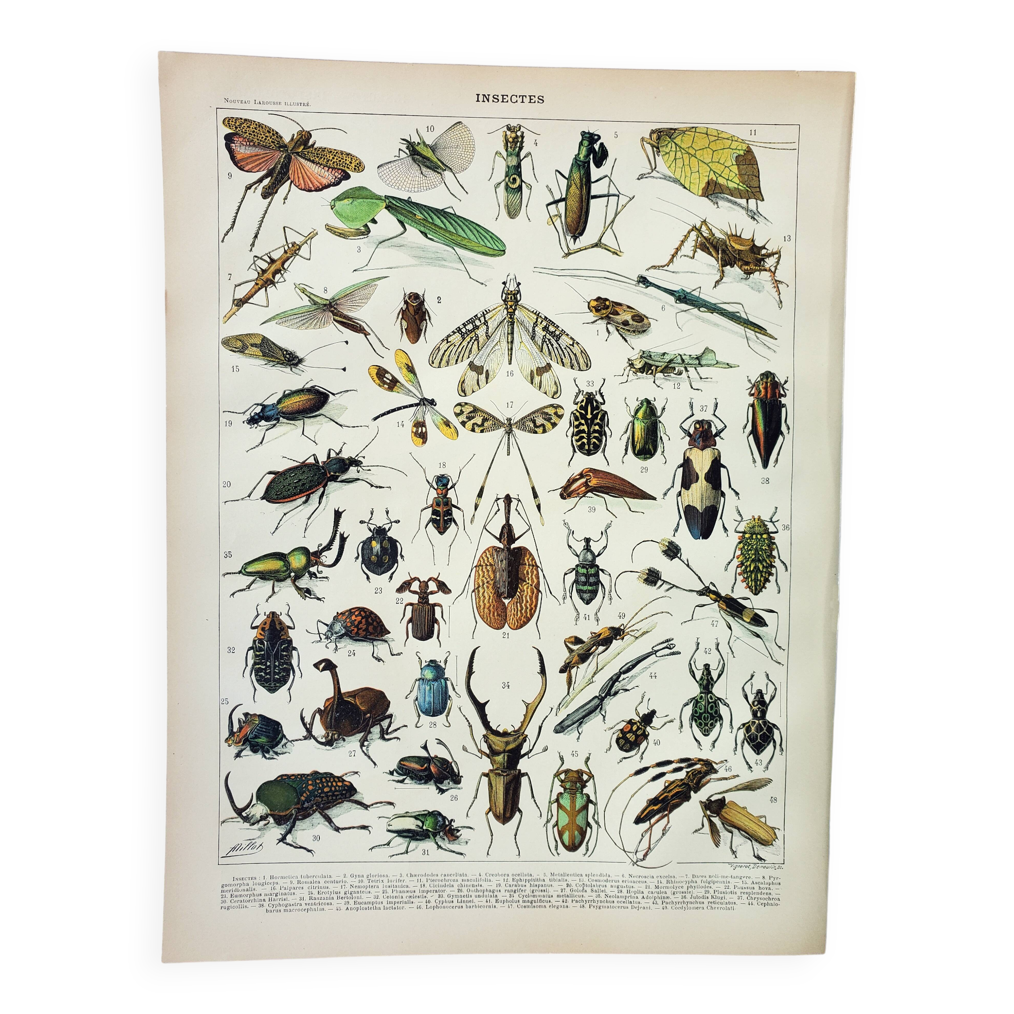 Antique engraving 1898, Insects 1, entomology • Lithograph, original illustration