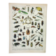 Antique engraving 1898, Insects 1, entomology • Lithograph, original illustration