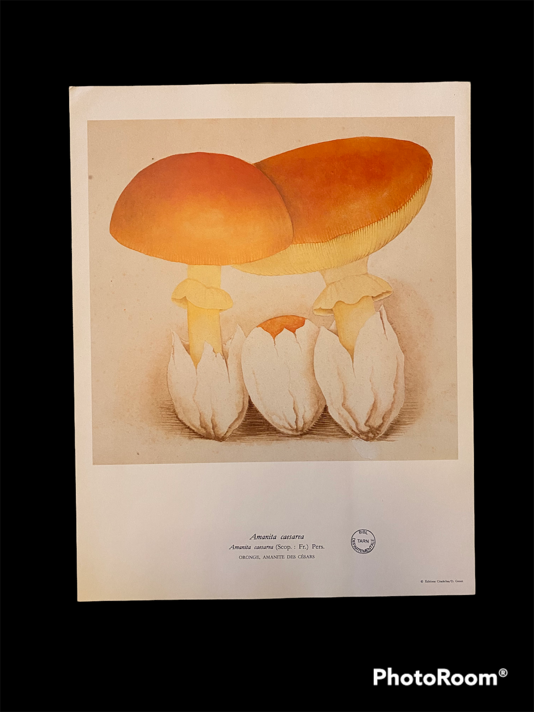 Illustration poster Pierre Joseph Redouté